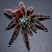 Avicularia versicolor