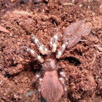 n. chromatus