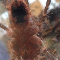 G. Pulchripes sex?