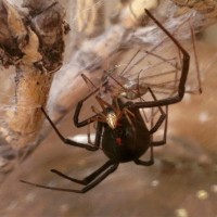 Black widows mating