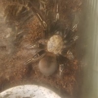 E. murinus