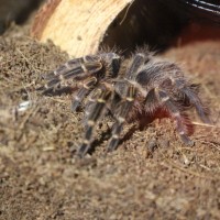 G pulchripes