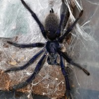 M.balfouri