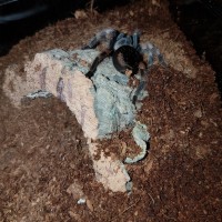 B. Smithi