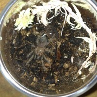 Brachypelma Emilia