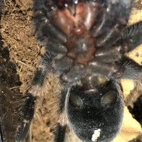 B. Smithi