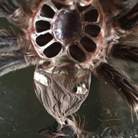 Acanthoscurria Geniculata