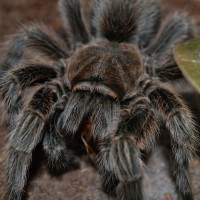 Dinner Time- Close Up