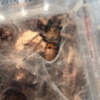 Chromatopelma Cyaneopubescens