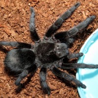 The Watering Hole (♀ Grammostola pulchra 3.5")