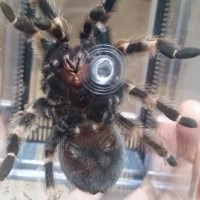 B. Smithi Approx 4 1/2 inch juvenile. Male or Female?