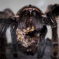 0.1 B. albo "Nicaraguan" Munching on a Male Dubia