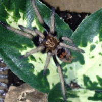 Chromatopelma cyaneopubescens