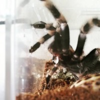 B. smithi drooling