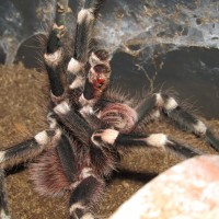 MM A. geniculata