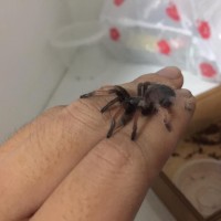 Brachypelma emilia???