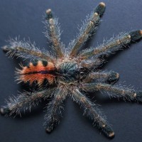 Avicularia sp. "Amazonica" (Manaus)