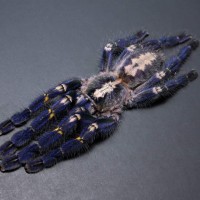 Poecilotheria metallica