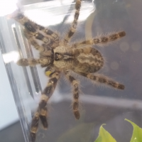 P. Regalis