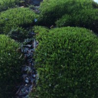 Unidentified moss