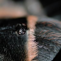 B. Smithi eyes