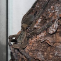 Psalmopoeus cambridgei