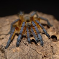 Harpactira pulchripes