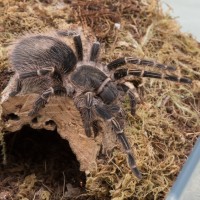 G. pulchripes eating report