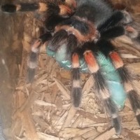 B. Smithi Beast Mode