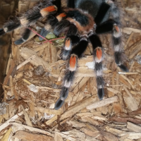 B. Smithi enjoying a grasshopper