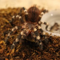 A. geniculata