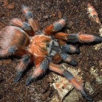 Aphonopelma moderatum