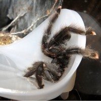 Avicularia avicularia Drowning Her Sorrows Away