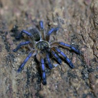 H.pulchripes