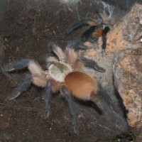 M. balfouri communal