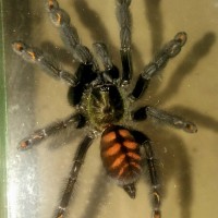 P. irminia