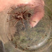 Possibly Aphonopelma spiderling?