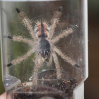 Avicularia Geroldi