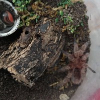 0.0 G.rosea