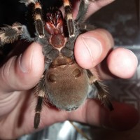 Brachypelma smithi female ?