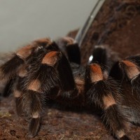 Brachypelma smithi