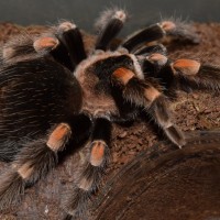 Brachypelma smithi