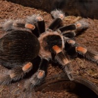 Brachypelma smithi