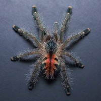 Avicularia variegata