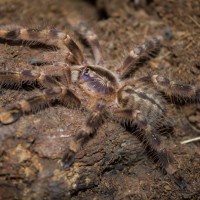 P. subfusca "Highland" Sling/Juvie