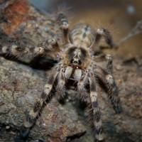 0.1 P. subfusca "Highland" Sling/Juvie Munching on a Dubia