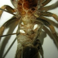 B. smithi 2" DLS ( I think its a girl) (WHAT IS THAT BLACK CIRCLE!!!)