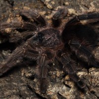 Avicularia merianae