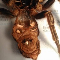 E.Murinus