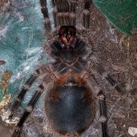 G.pulchripes